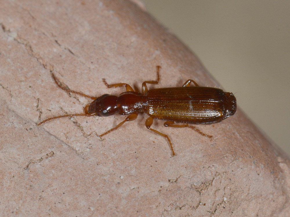 Paradromius linearis